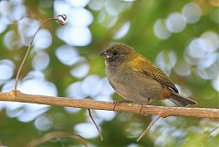 Yellow-shouldered Grassquit